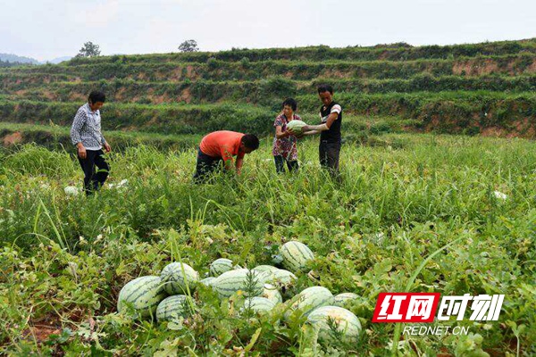 新邵最新房价动态及市场趋势分析