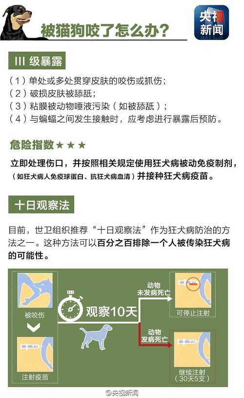 最新狂犬病新闻，全球防控形势与应对策略