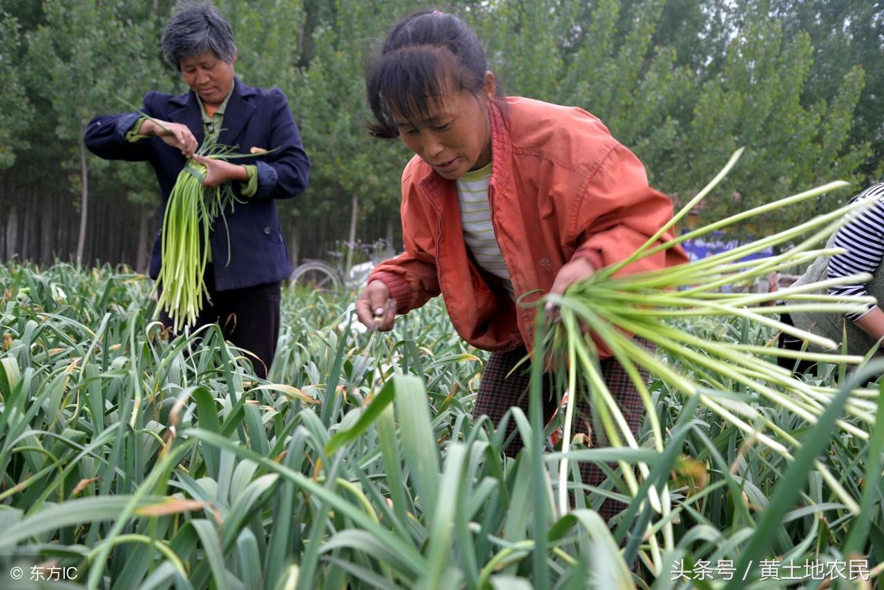 河南鲜大蒜最新价格动态分析