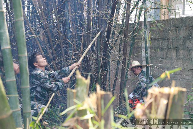 广西最新荔浦新闻——荔浦昨日动态概览