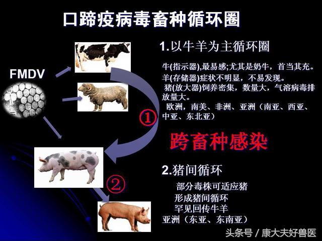 口蹄疫最新科研进展及其对抗疫策略的影响